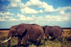 IMG-20210918-WA0132