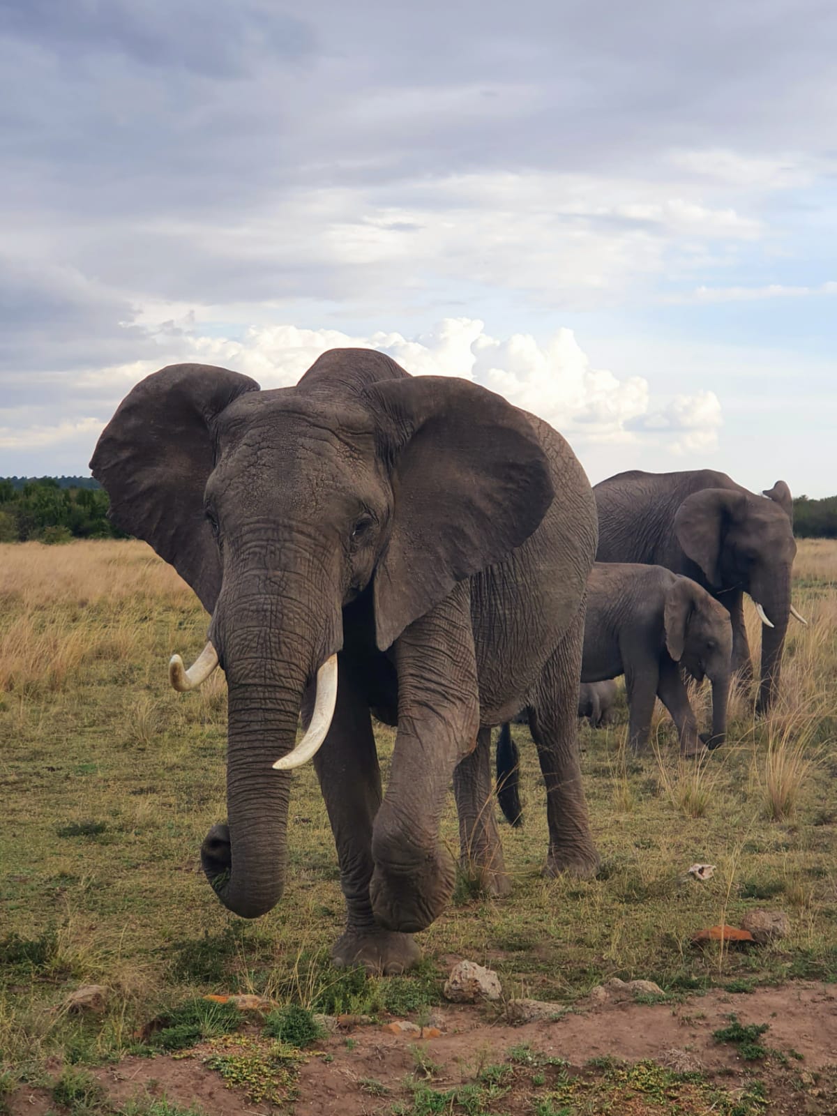 4 Day Safari Tsavo East Tsavo West and Amboseli