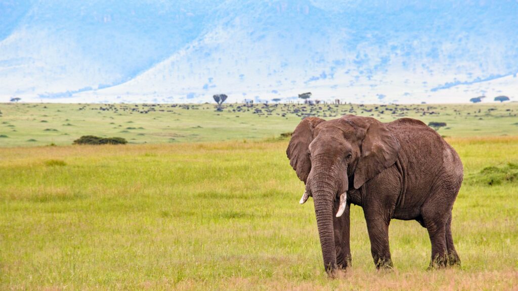 2 Days 1 night Air Safari Masai Mara